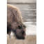 Yellowstone Buffalo 2886777-1585249124-1585249127-1607846052