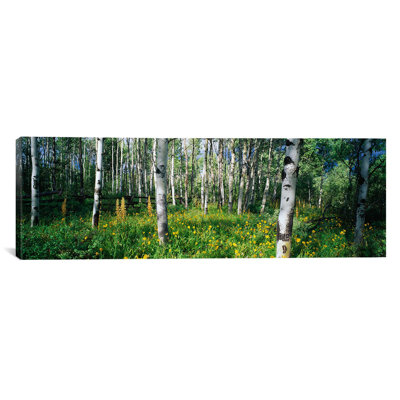 " Field Of Rocky Mountain Aspens "