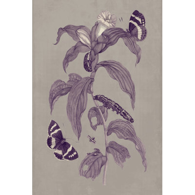 Nature Study I by Maria S. Merian - Wrapped Canvas Art Print