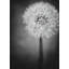 Dandelion Print by Scott Norris-551293013