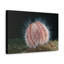 Art mural majestueux oursin-475288960