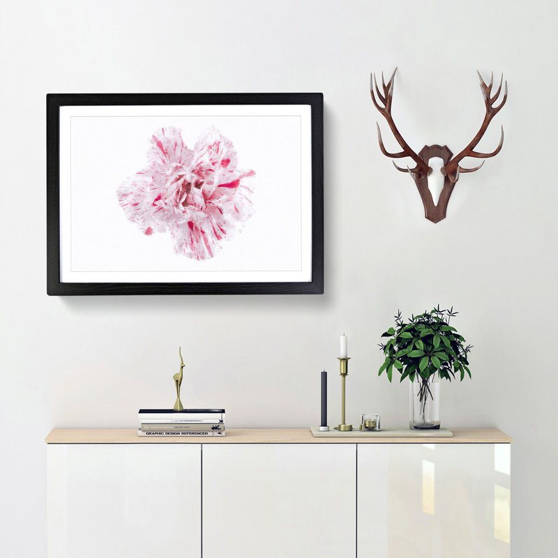 Striking White & Pink Carnation - Picture Frame Graphic Art, Black Framed, 45cm H x 63cm W x 2cm D