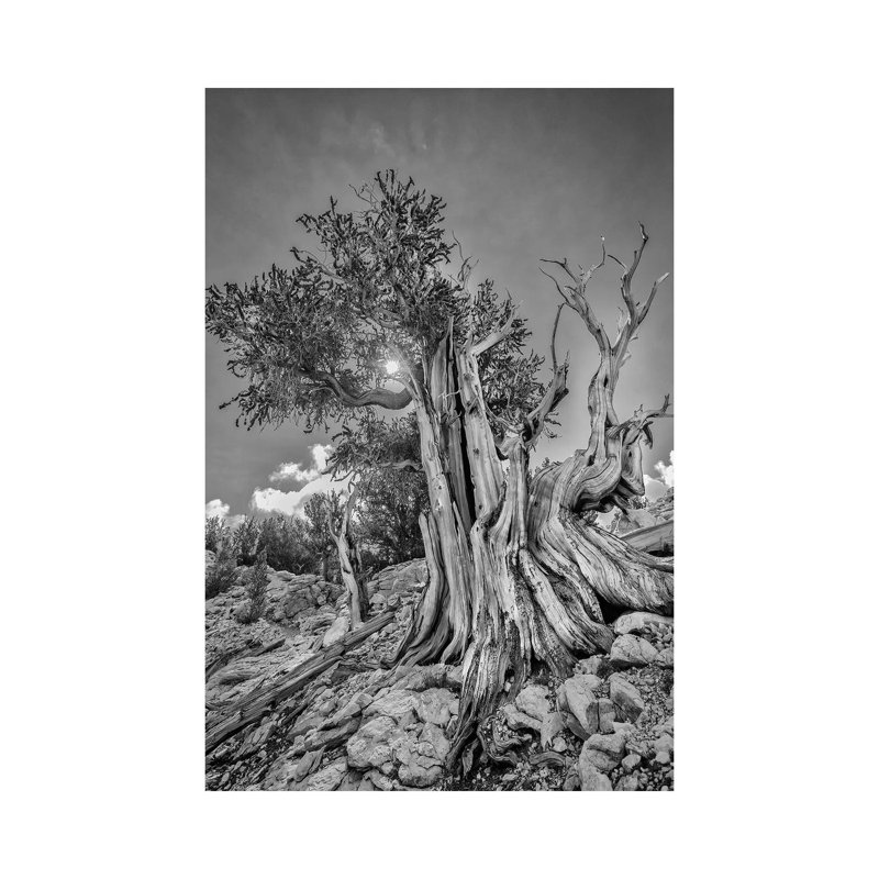 Usa, Eastern Sierra, White Mountains, Bristlecone Pines by John Ford - Wrapped Canvas Painting, 66.04 cm H x 45.72 cm W