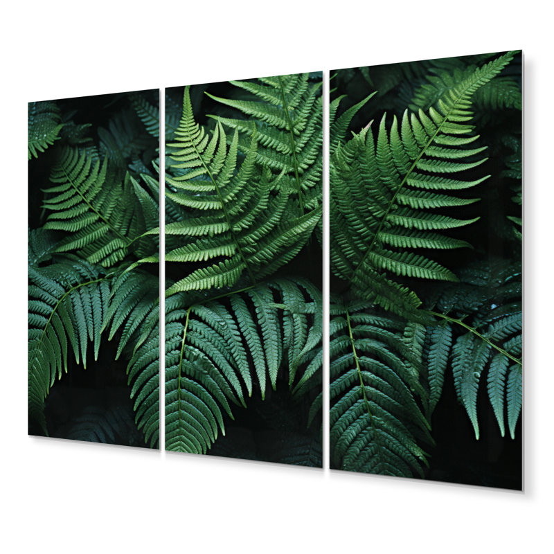 Ferns Close Up Photo VI Plants & Flowers Wall Decor on Metal