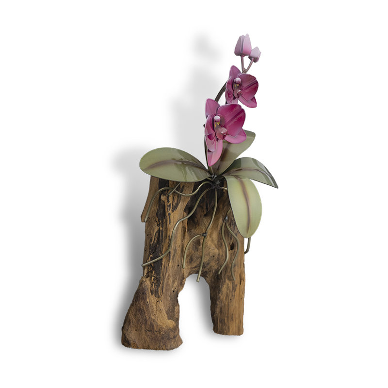 Orchidée phalaopsis