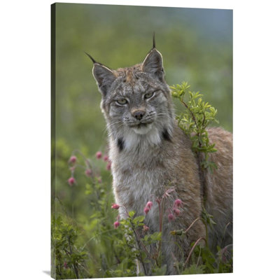 " Canada Lynx Portrait "