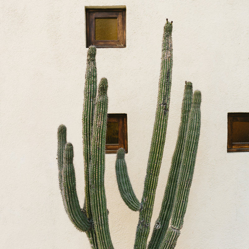 Cabo Cactus IX, Non, H 30 po x l 30 po, Toile avec cadre flottant en érable