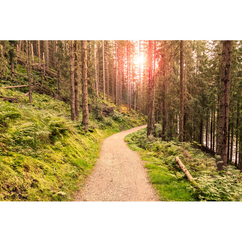 Forest At Morning - Wrapped Canvas Print, 81cm H x 122cm W x 3.8cm D