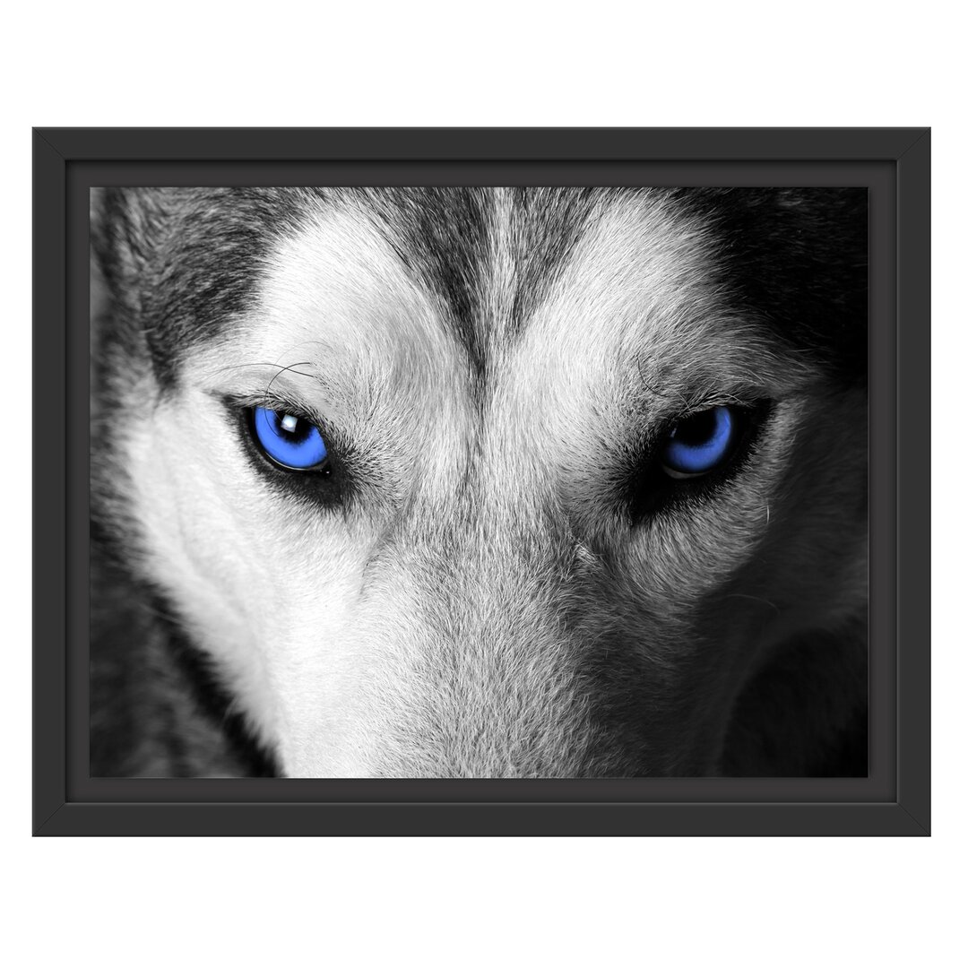 Gerahmtes Wandbild Husky mit Augen