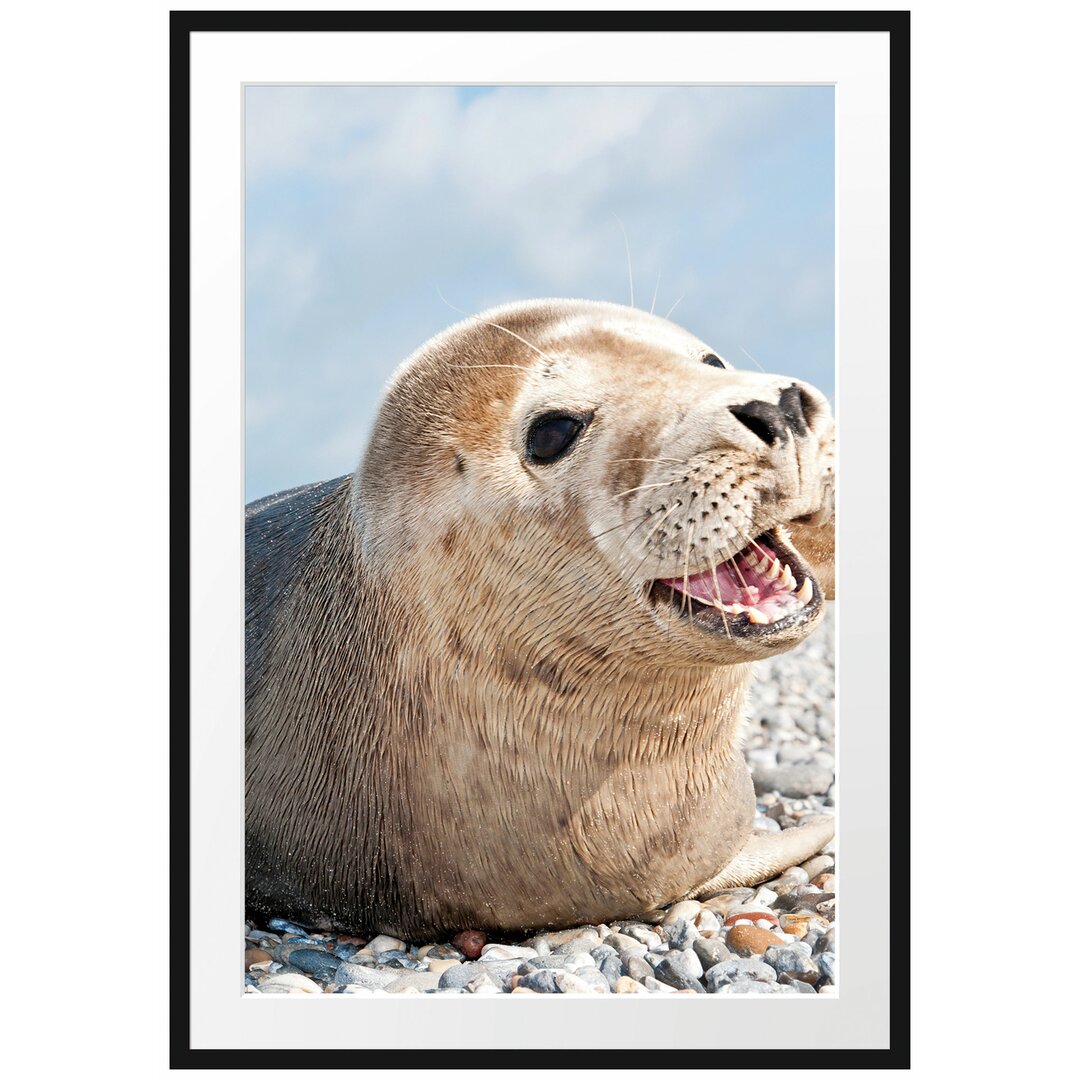 Gerahmtes Poster Süße Robbe auf Steinstrand