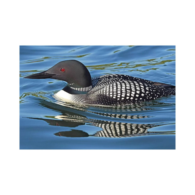 Loon Reflections par Brian Wolf - photographie sur toile tendue, H 12 po x l 18 po x 1,5 po