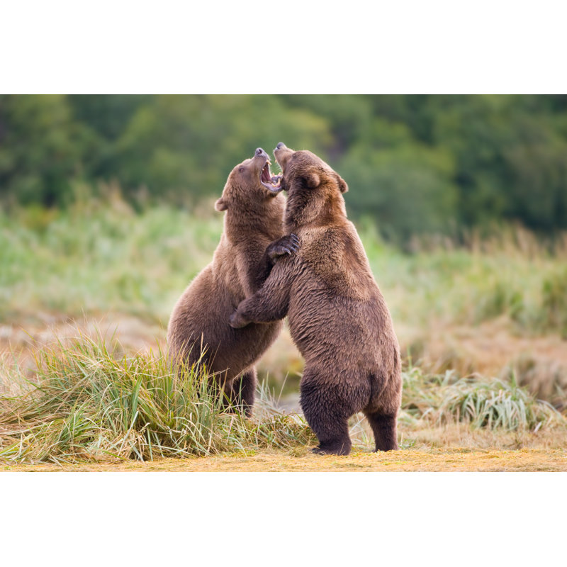 Grizzly Bears Sparring - Wrapped Canvas Print, 61cm H x 91cm W