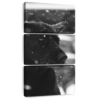 Portrait de chien noir