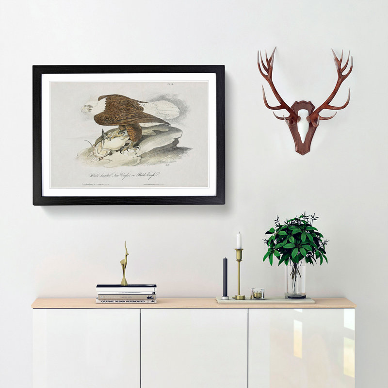 Bald Eagle by John James Audubon - Framed Print, 35cm H x 50cm W x 2cm D, Black