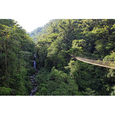 Canopy Walk - Wrapped Canvas Print