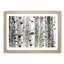 Silver Birch Tree Forest - Picture Frame Painting Print-55619244-55619246