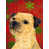 Border Terrier 1
