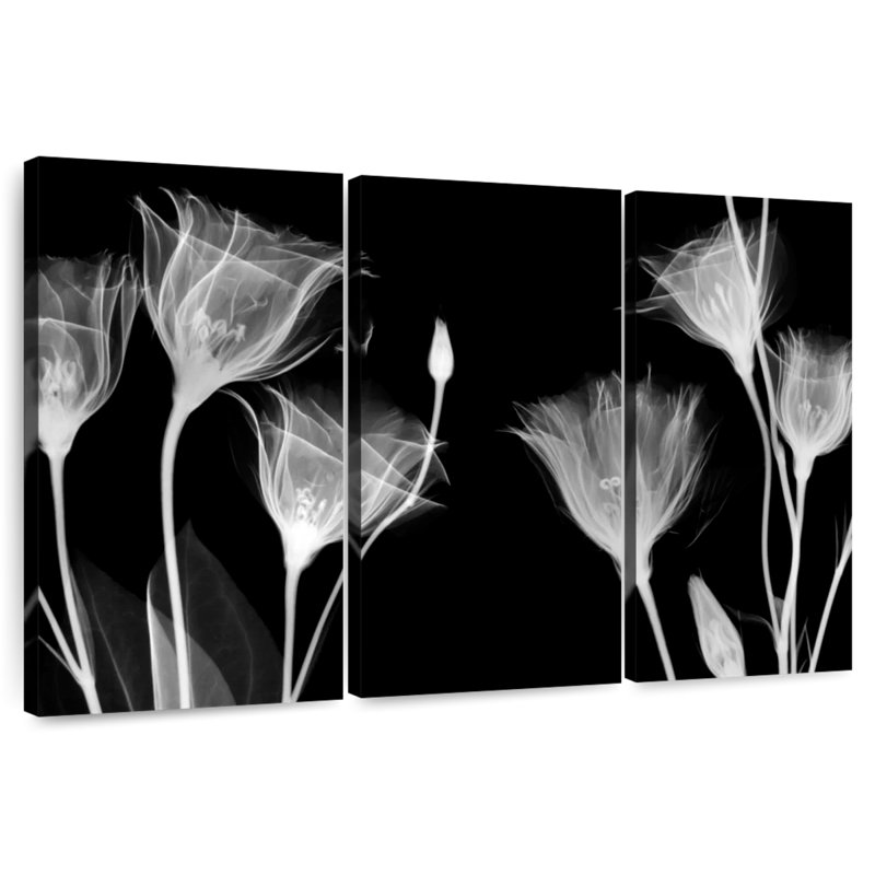 Harnek BW Gentian, H 20 po x l 33 po