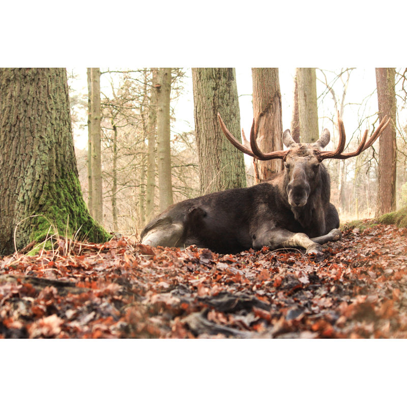 Moose Portrait by DDieschburg - Wrapped Canvas Print, 81cm H x 122cm W