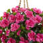 Azalea Hanging Basket Arrangement in Basket