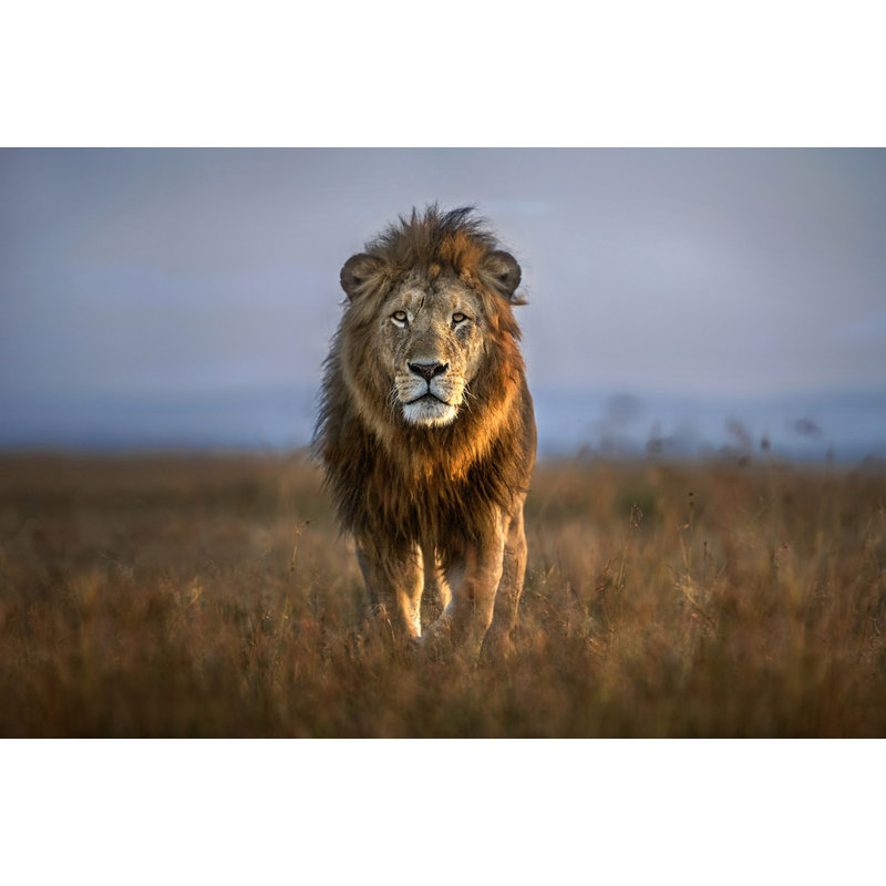 Wrapped Canvas Print, 50.8 cm H x 76.2 cm W