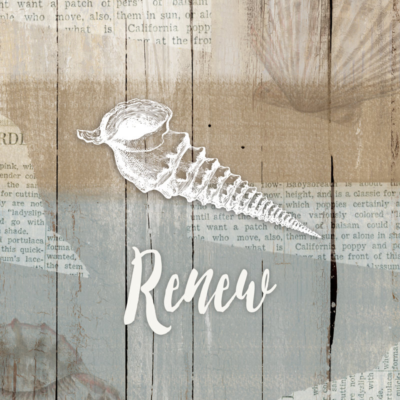 Renew Seashell - Wrapped Canvas Print, 30cm H x 30cm W x 3.8cm D