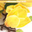2 pièces de fleurs artificielles en soie de magnolia 25,6 "pour les décorations de mariage de cuisine à domicile-984332721
