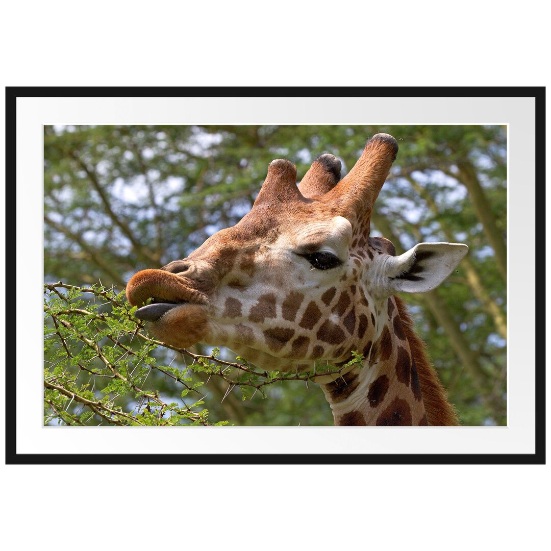 Gerahmtes Poster Niedliche Giraffe beim Fressen