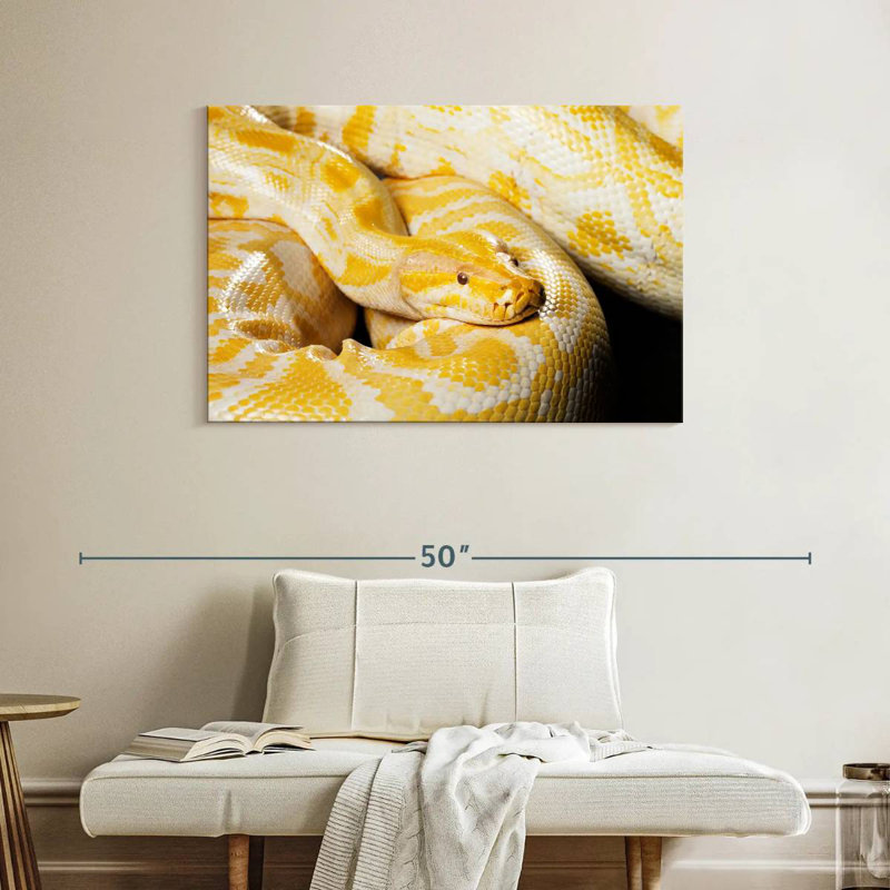 Brampt Albino Burmese Python, 26" H x 39" W