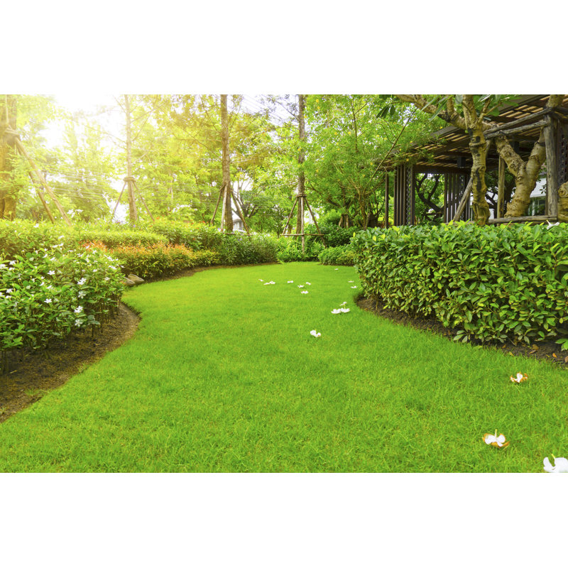 Green Green Grass - Wrapped Canvas Print, 30cm H x 46cm W x 3.8cm D