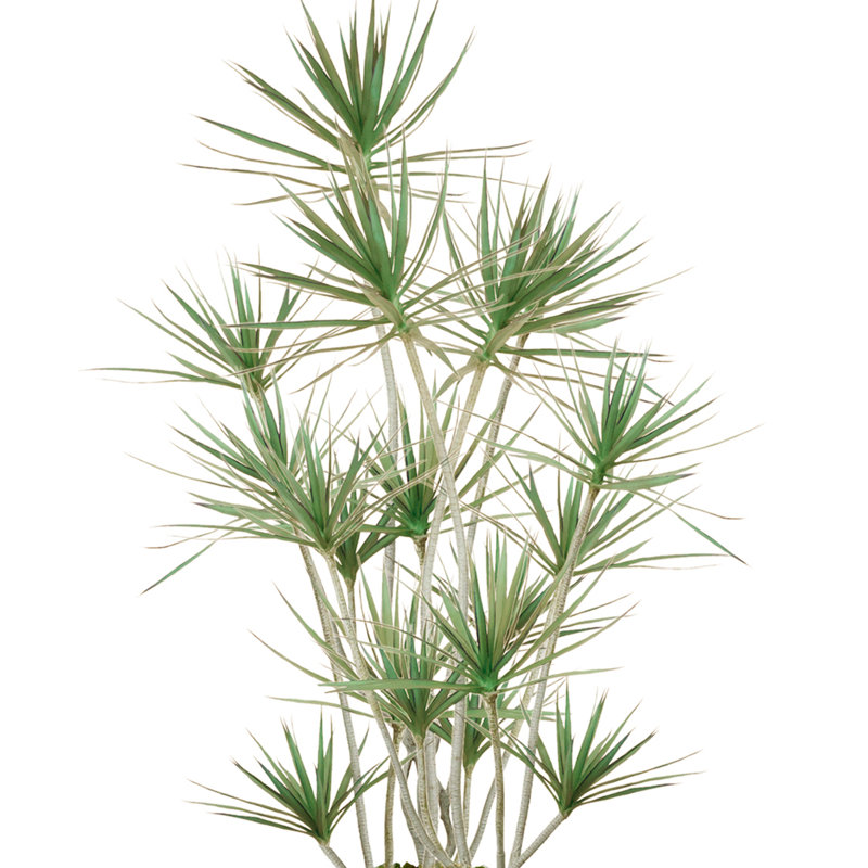 Arbre Dracaena en pot de fibres