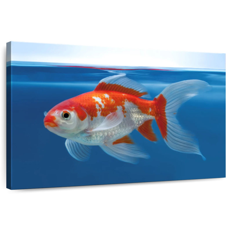 Brampt Shubunkin Aquarium Goldfish, 24" H x 36" W