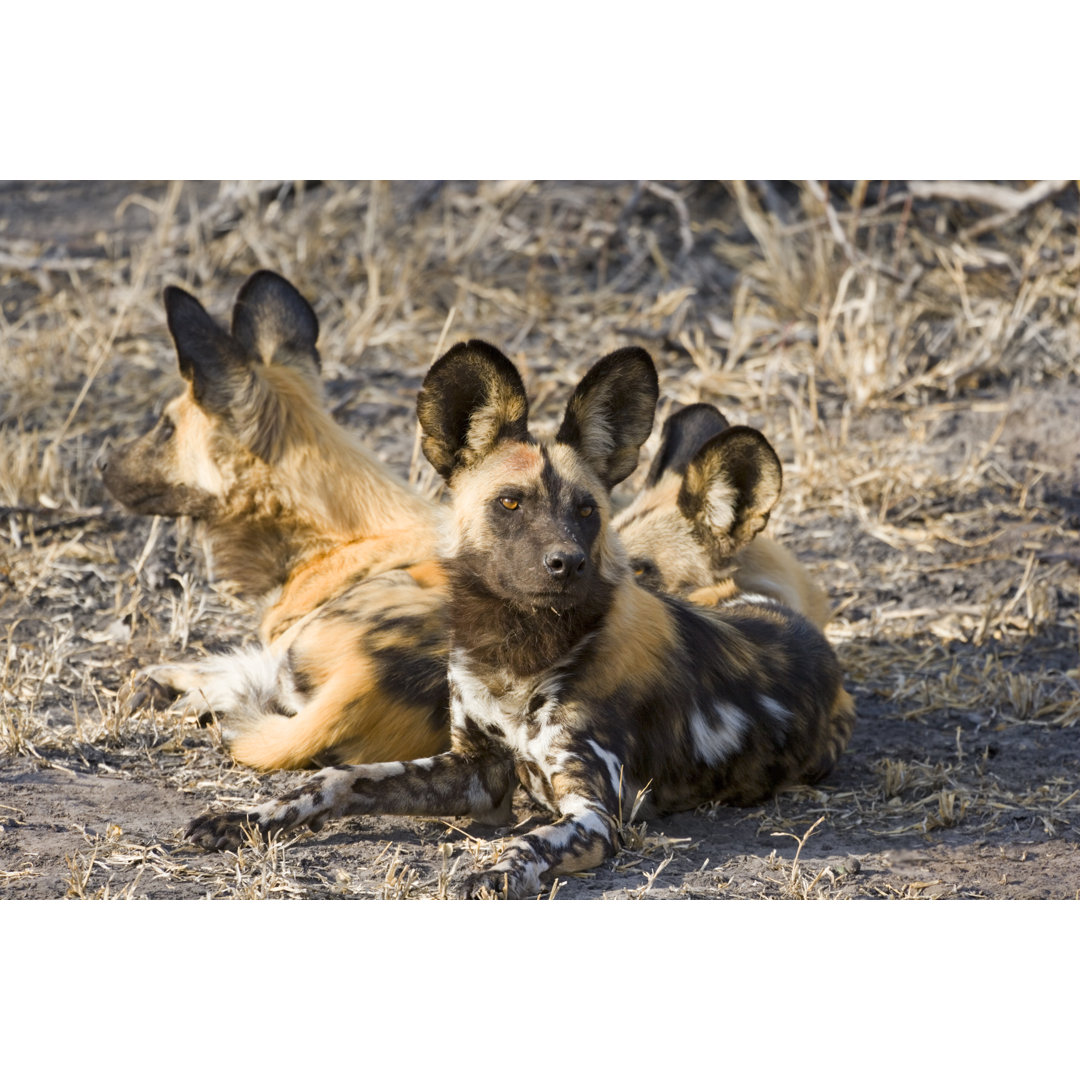 Wild Dog Group von Pjmalsbury - Druck ohne Rahmen auf Leinwand