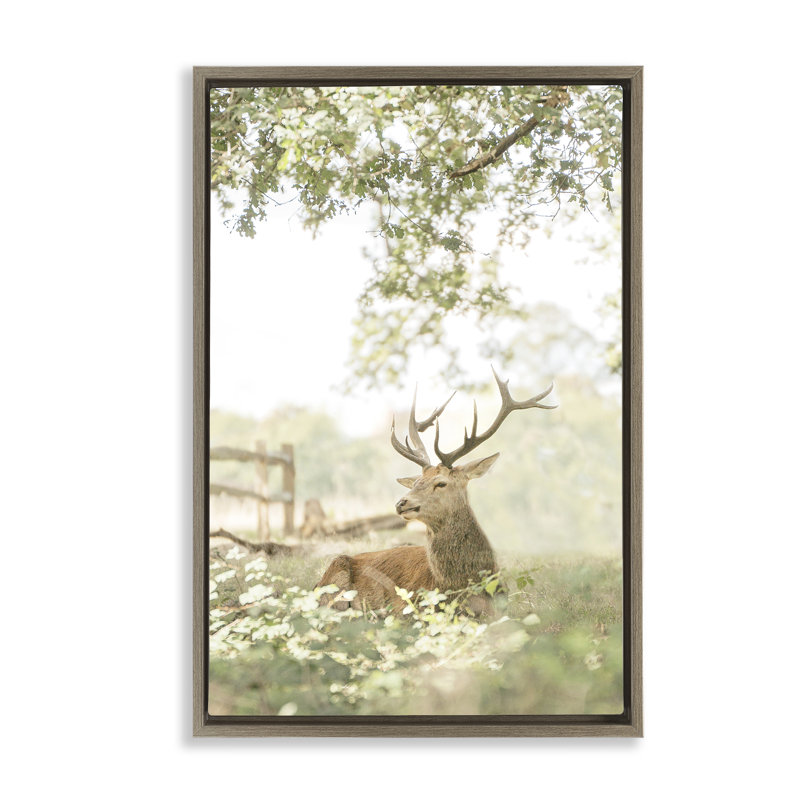 Cadre flottant avec portrait de cerf à queue blanche, design par Leah Straatsma, H 31 po x l 21 po
