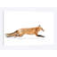 «Red Fox on the Run - Algonquin Park», impression sur toile-33085909-72220545-72220546