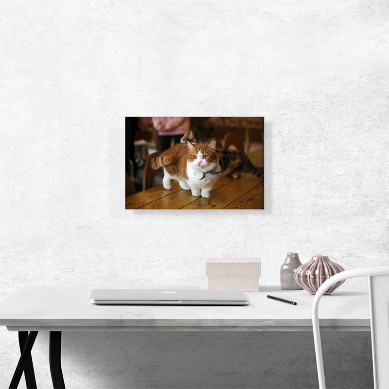 Chat Munchkin - reproduction de photo sur toile tendue, H 12 po x l 18 po x 1,5 po