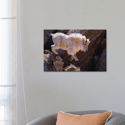 Rockhopper by Julie T. Chapman - Wrapped Canvas Print