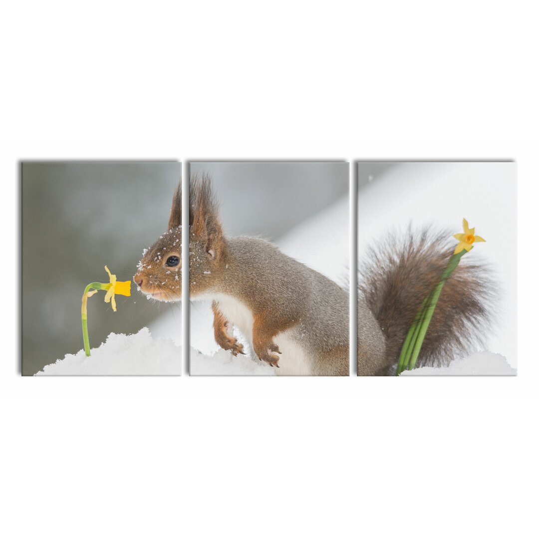 3-tlg. Leinwandbilder-Set Eichhörnchen im Schnee