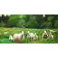 Fields of Sheep - Green Trees, toile encadrée pour la décoration intérieure-119954342