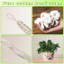 Plant Hanger