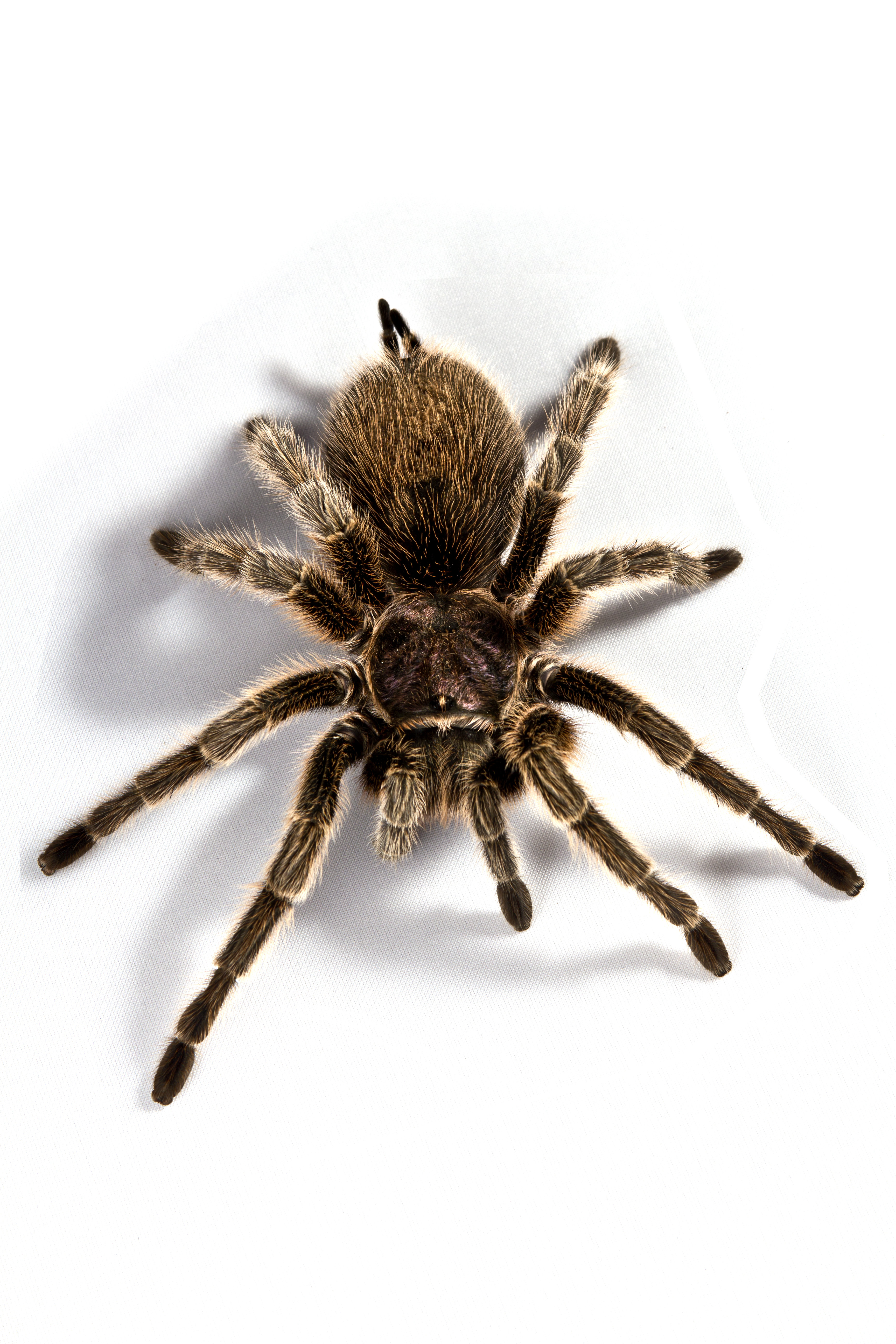 Latitude Run® A Huge Scary Rose Hair Tarantula by Kevdog818 | Wayfair