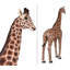 Girafe 12 pi