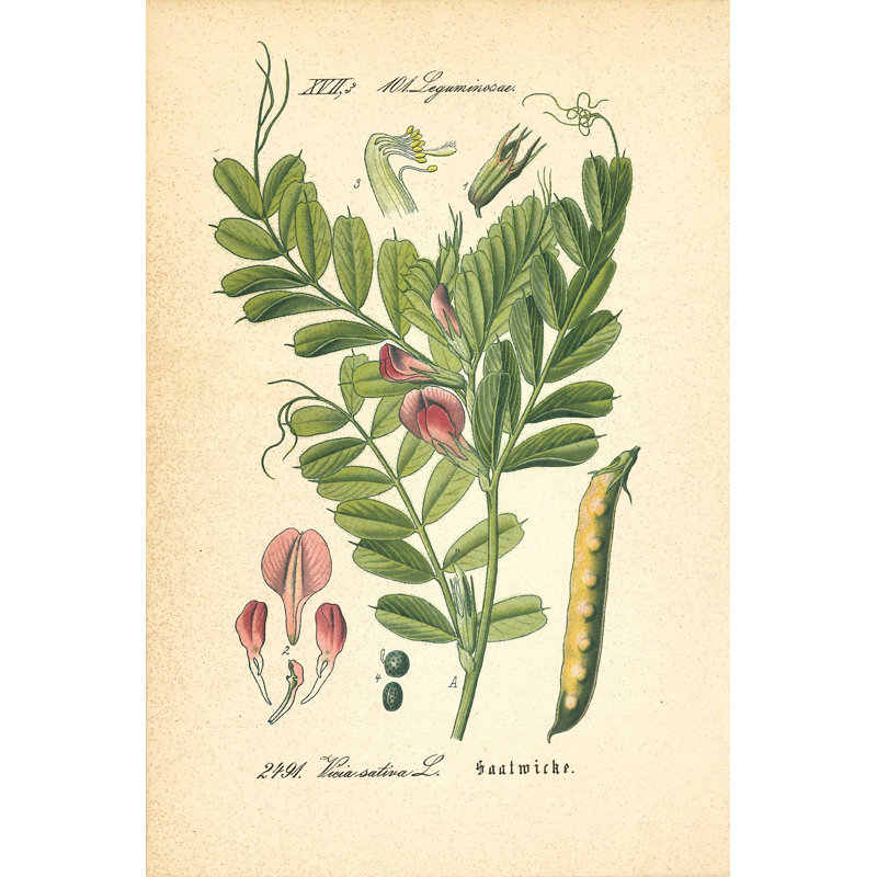 "Vintage Botanical Vetch", impression sur toile tendue, H 18 po x l 12 po