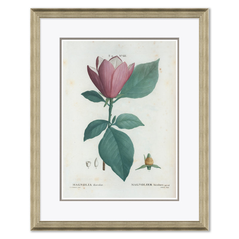Magnolia & Rhododendrum Giclee Print by Paul Cezanne