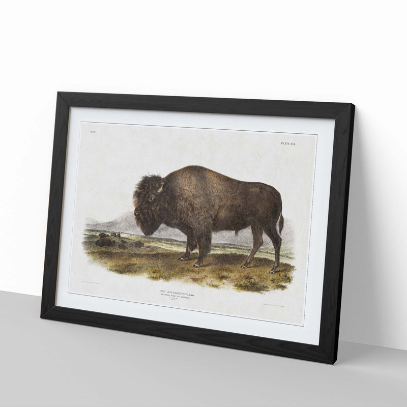 An American Bison by J.W. Audubon - Single Picture Frame Painting, 45cm H x 63cm W x 2cm D, Black Framed