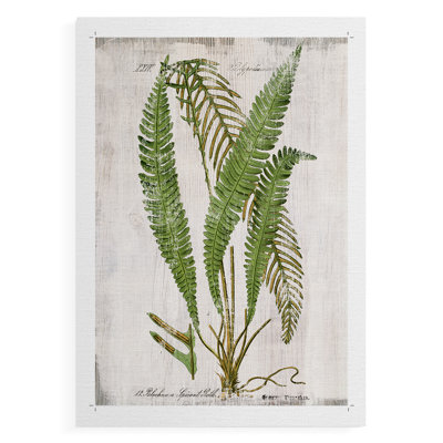 Greenhouse Fern I - Reproduction de toile seulement - NON-CADRE