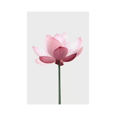 Lotus by Sisi And Seb - Wrapped Canvas Photograph