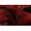 Tapis rouge en laine style années 1990 5 pi x 9 pi 11 po Forsan