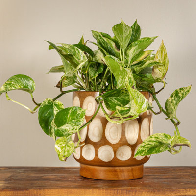 Hand-Carved Wood Planter with Dots