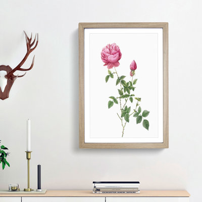 Autumn China Rose in Pink by Pierre-Joseph Redoute - Framed Print